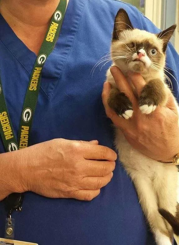 变独眼小猫虽残疾却受到万般宠爱m6米乐奶猫被野生小浣熊所伤(图2)