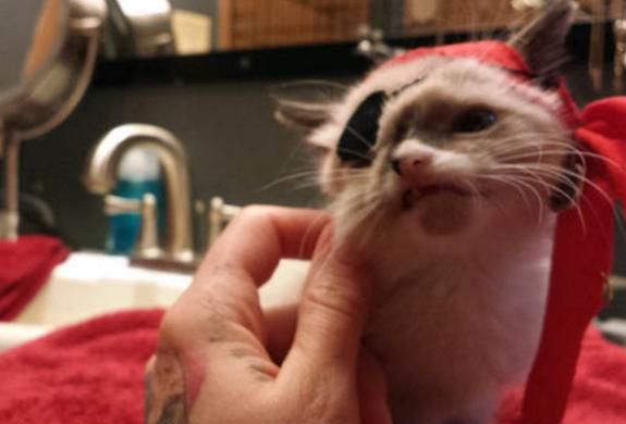 变独眼小猫虽残疾却受到万般宠爱m6米乐奶猫被野生小浣熊所伤(图3)
